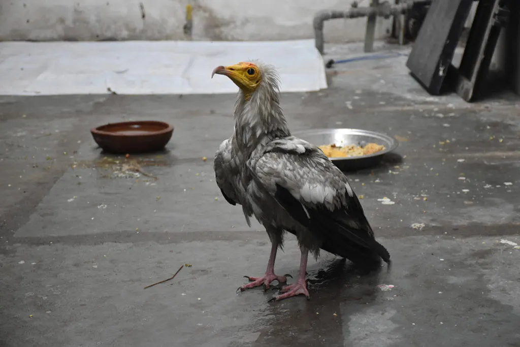 Bird-rescue-raksha-egyptian vulture