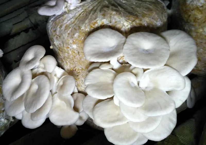 Oyster mushrooms growing at Pushpa Jha's facility in Darbhanga. Pic: courtesy Pushpa Jha 30 stades