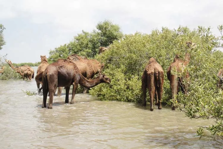 Kharai camel spends 7 to 8 months in the mangroves. Pic: KUUMS