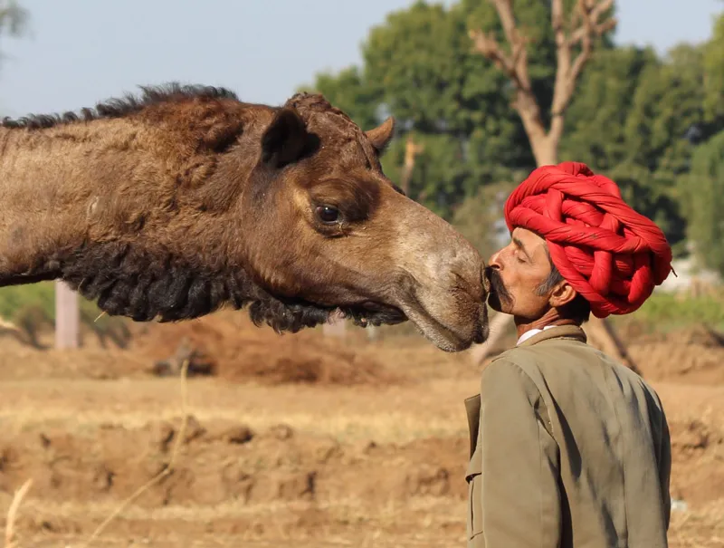 Rajasthan’s Camel Charisma builds a superfood business with camel milk and cheese