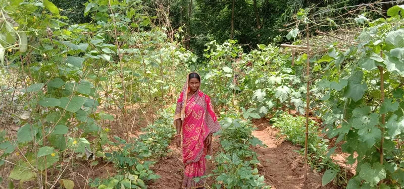 Odisha women fight malnutrition through organic nutrition gardens MGNREGA malnutrition programme of Odisha Government 30 stades

