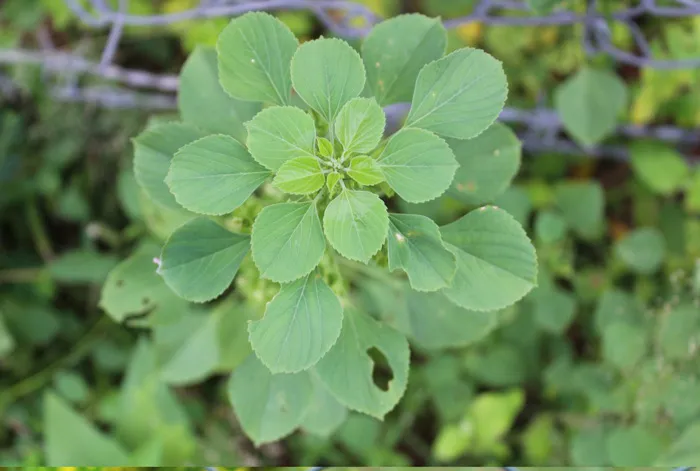 Indian nettle leaf can be applied on wounds & insect bites. The leaves can also be added to dal, dosa batter or eaten as salad. Pic: Facebook/@ForgottenGreens 30stades