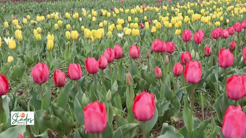 Kashmir's Tulip Garden is the largest in Asia. Pic: Wasim Nabi 30 stades