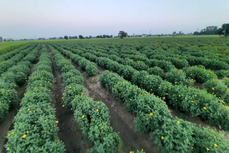 Cost of cultivating marigold is about Rs20,000 to Rs25,000 per acre. The plant starts flowering from the third month. Pic: Nirman Flower Farm 30stades