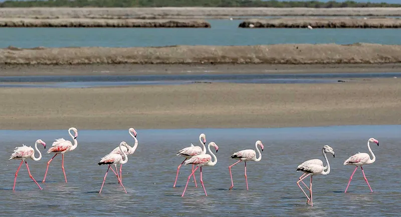 The waters of the Arabian Sea draw in a large variety of birds. Pink Flamingos at Pirotan. Pic: Gujarat Tourism 30stades