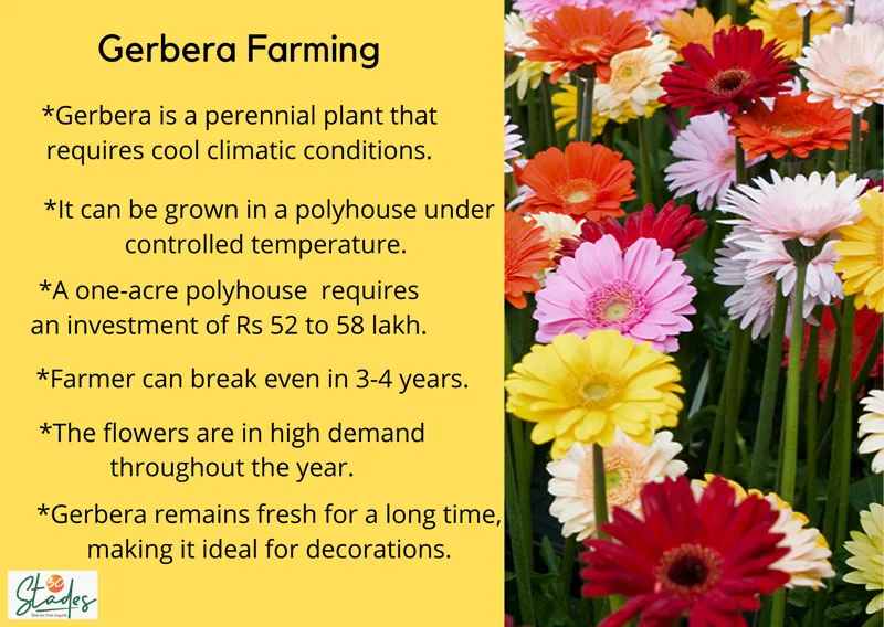 Gerbera cultivation farming in India information infographic 30stades