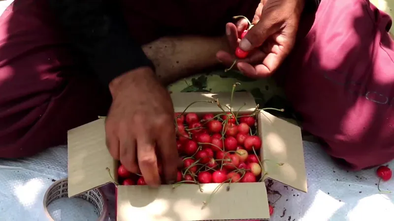 Cherries are packaged on the farms. Pic: Wasim Nabi 