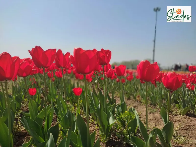 The Tulip Garden is spread over 70 acres. Pic: Parsa Mahjoob 30stades