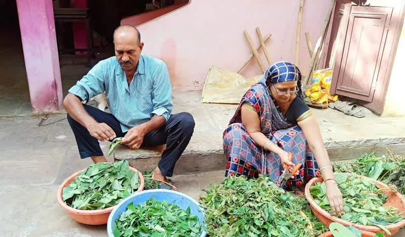 Lalita Mukati and husband Suresh Chandra sorting greens. Pic: Lalita Mukati