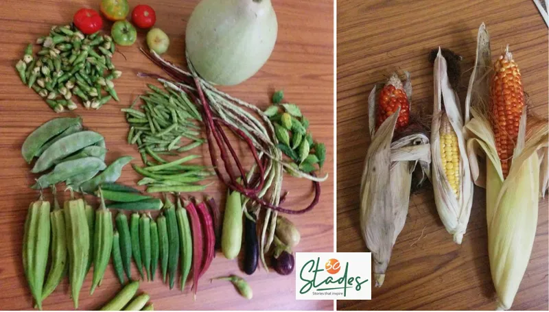 Some of the varieties of vegetables at Priya's terrace garden. Pic: Courtesy V Priya Rajnarayanan 30stades