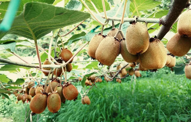 Kiwi plants start bearing fruits from the third year & continue for up to 70-80 years. Pic: Swaastik Farms 30stades