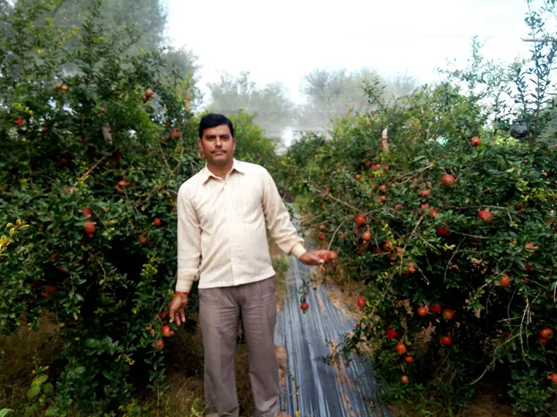 Rajnish uses drip irrigation, which reduces water requirement by 75%. Pic: Hardev Bag Nursery & Udyan 30stades