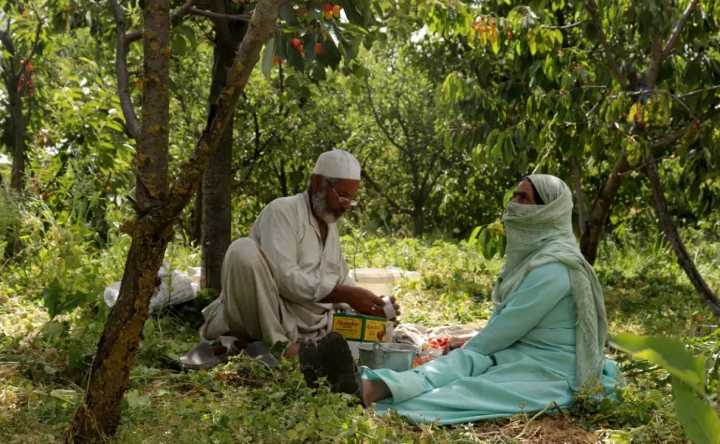 COVID-19 impact: Fruit growers stare at losses as strawberries, cherries & apples rot in Kashmir, 30 Stades, srinagar, 