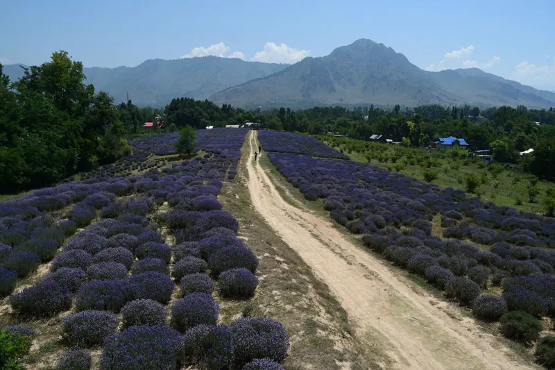Lavender Cultivation was launched under the Aroma Mission in 2016. Pic: Wasim Nabi 30stades