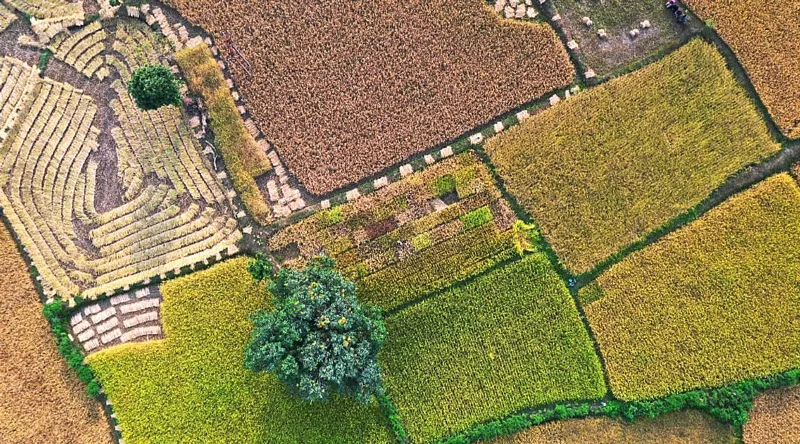 Aerial view of Rajkumar Choudhry's farm where he grows 115 native varieties of paddy. Most are grown over a 2 sq mtr area for conservation. Pic: Rajkumar Choudhry 30stades
