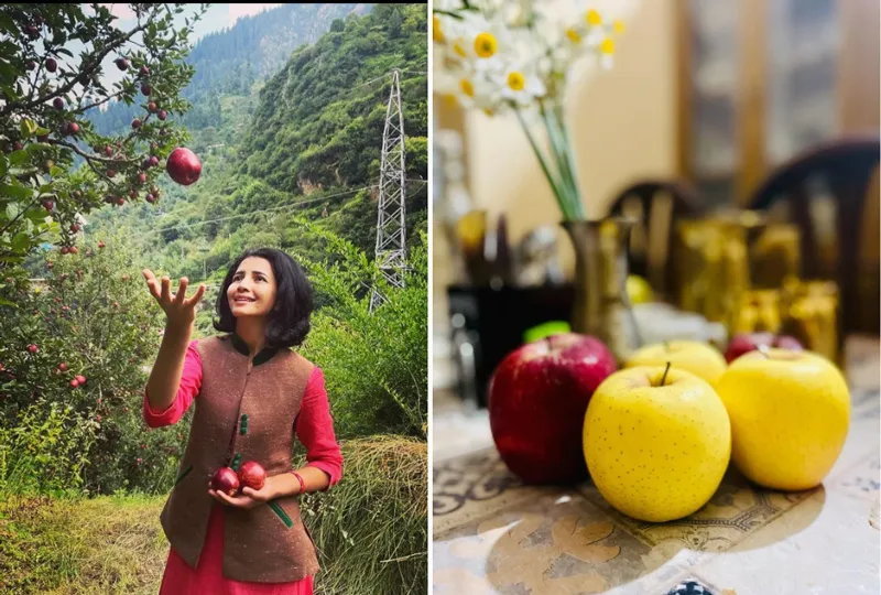 Kayang co-founder Sneha Negi (Left) and Royal Kinnaur Supremes (red) and the Golden Yellow apple varieties (right) 30stades