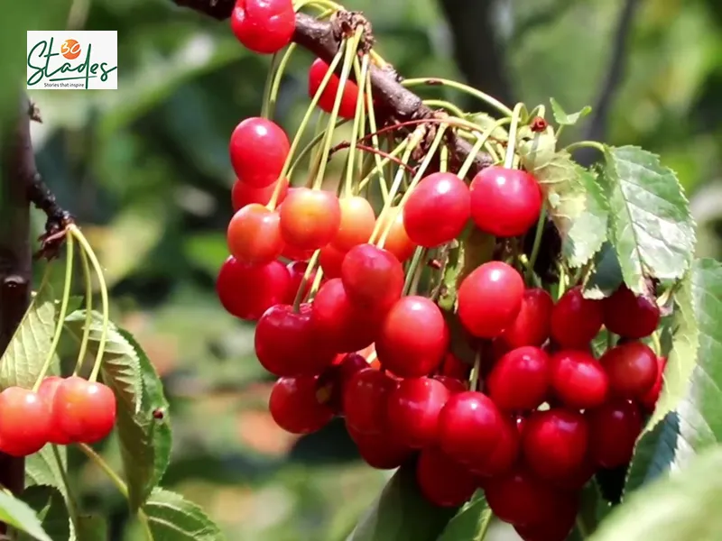 Cherry season lasts 8 weeks in Kashmir from May till July. Pic: Wasim Nabi