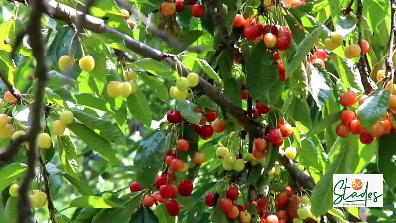 Cherry, a stoned fruit, has a better shelf life than strawberry. Pic: Wasim Nabi 