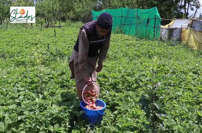 But the fruit could not saved due to the lockdown during the harvest time. Pic: Wasim Nabi