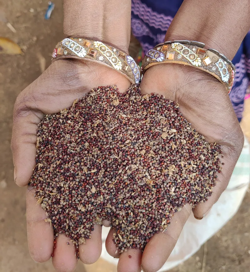 Millets are gluten-free and a treasure trove of nutrition. Pic: Pradan 30stades