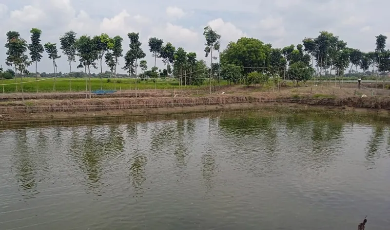 Rich in beneficial bacteria, as well as potassium, phosphorus and nitrogen, fish pond water works wonders for the crops. Pic: Mohd Imran Khan 30stades