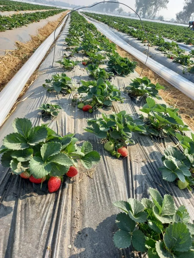 Low tunnel technology where strawberries are grown on raised beds with plastic mulch. Pic: Jaskaran Singh 30stades