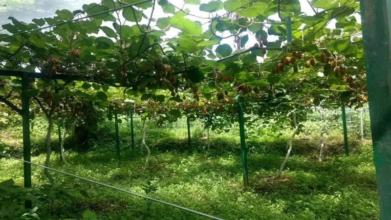 The cost of trellis per kiwi plant is Rs 3,000 and it is a one-time investment. Pic: Swaastik Farms 30stades