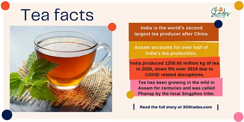 India second largest tea producer tea india statistics infographic assam largest producer 30 stades