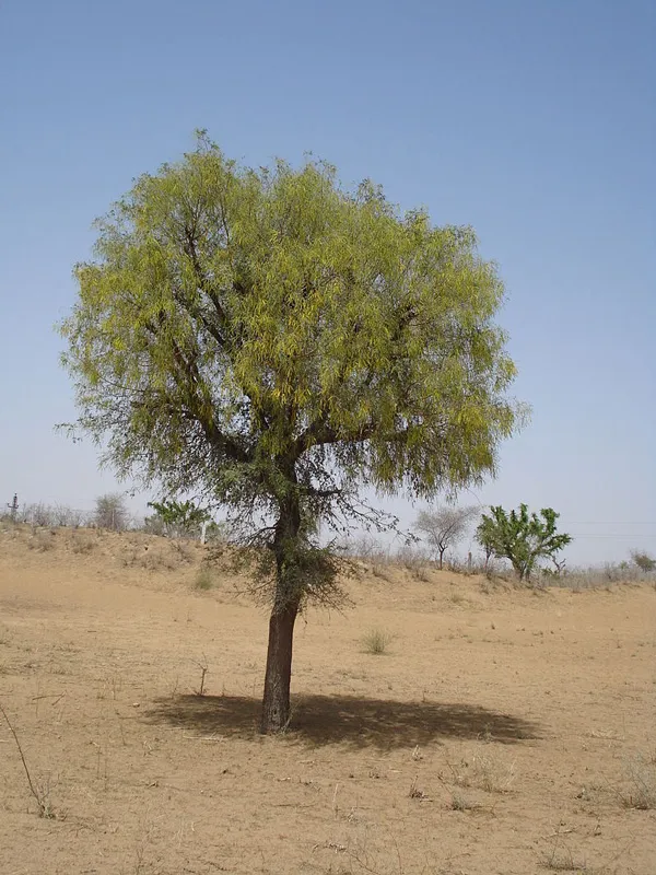 Khejdi or Khejri is the state tree of Rajasthan. Pic: Wikipedia