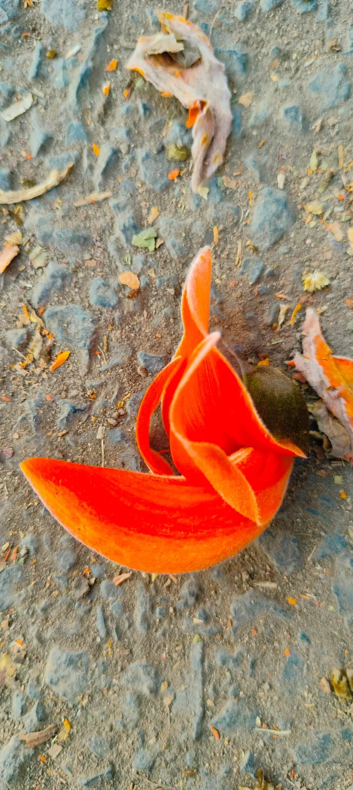 orange palash