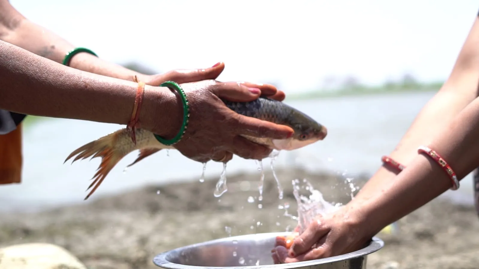 Fishrearing Aquaculture