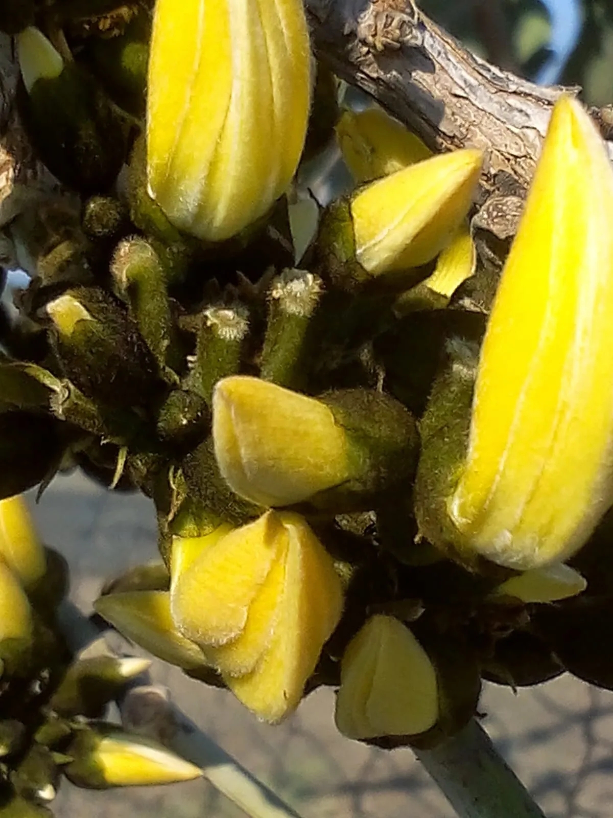 yellow palash close up