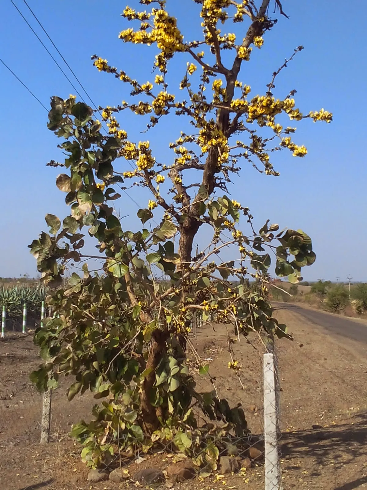 yellow palash