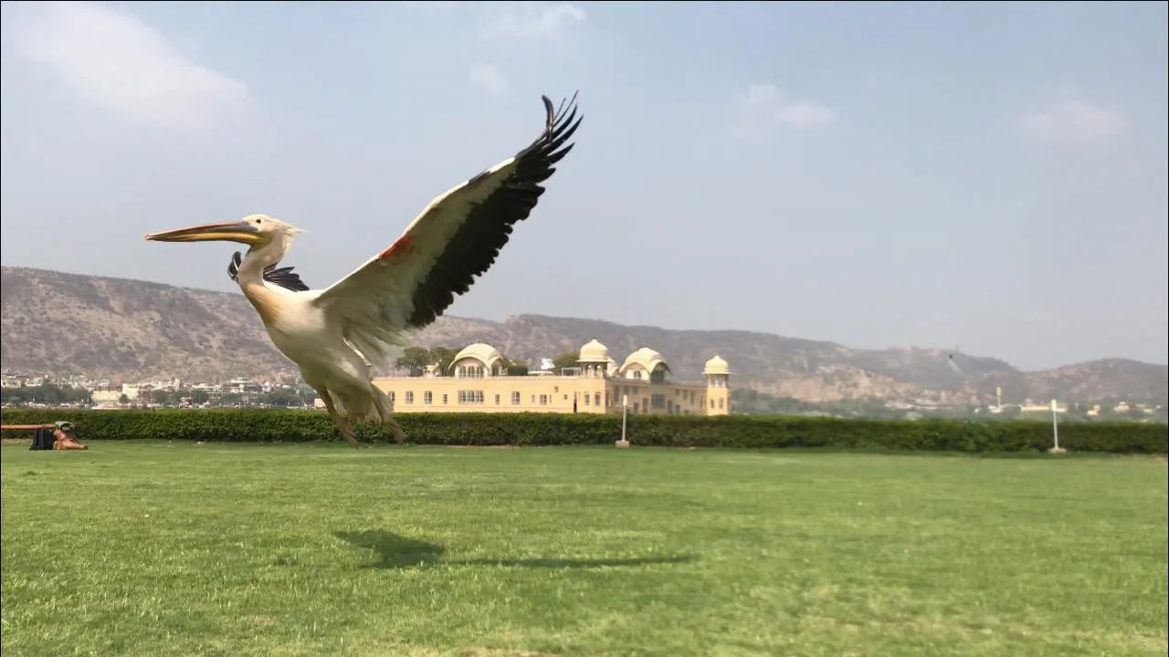 From hinterland to Europe, how Jaipur-based Raksha is helping birds & animals reach home