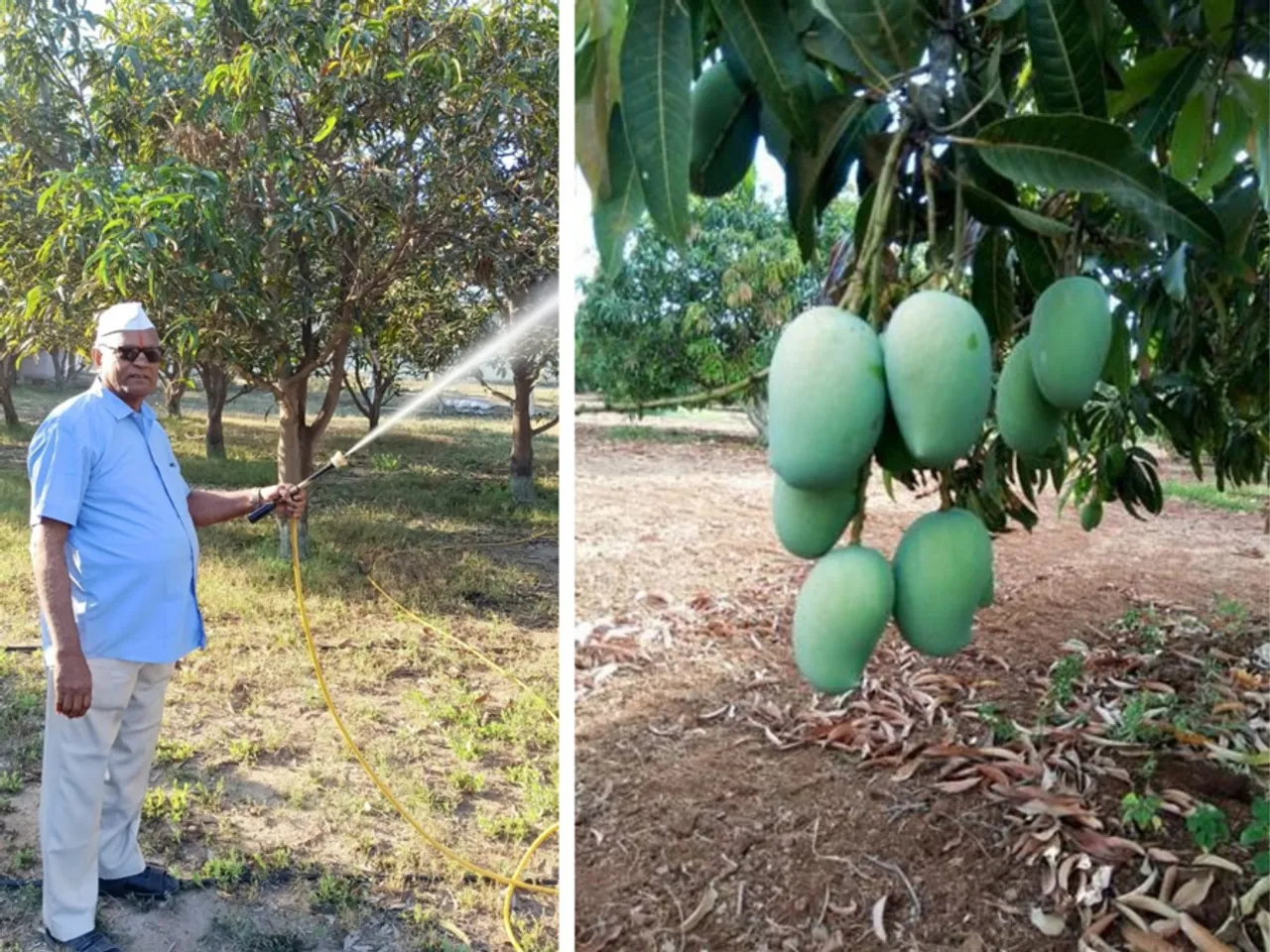 Gujarat: This school dropout farmer became a millionaire with organic farming of mango