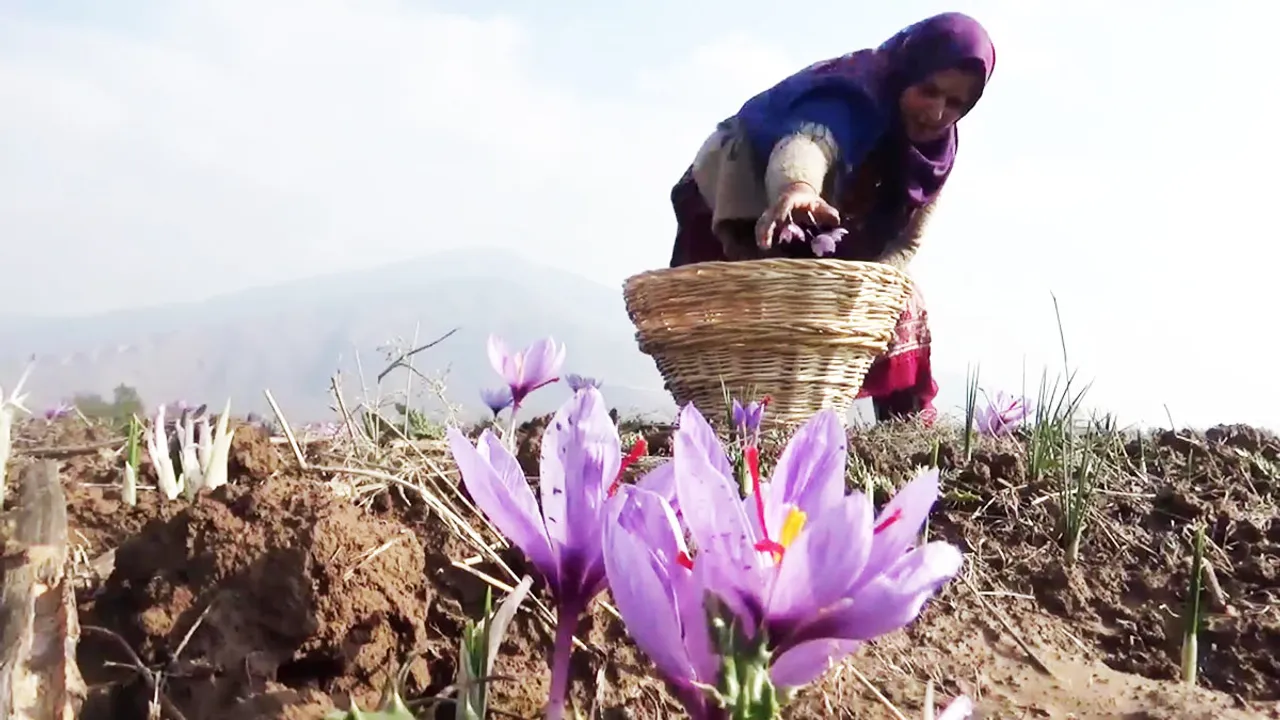 At the mercy of nature, middlemen and politics, Kashmir’s saffron growers plunge into losses