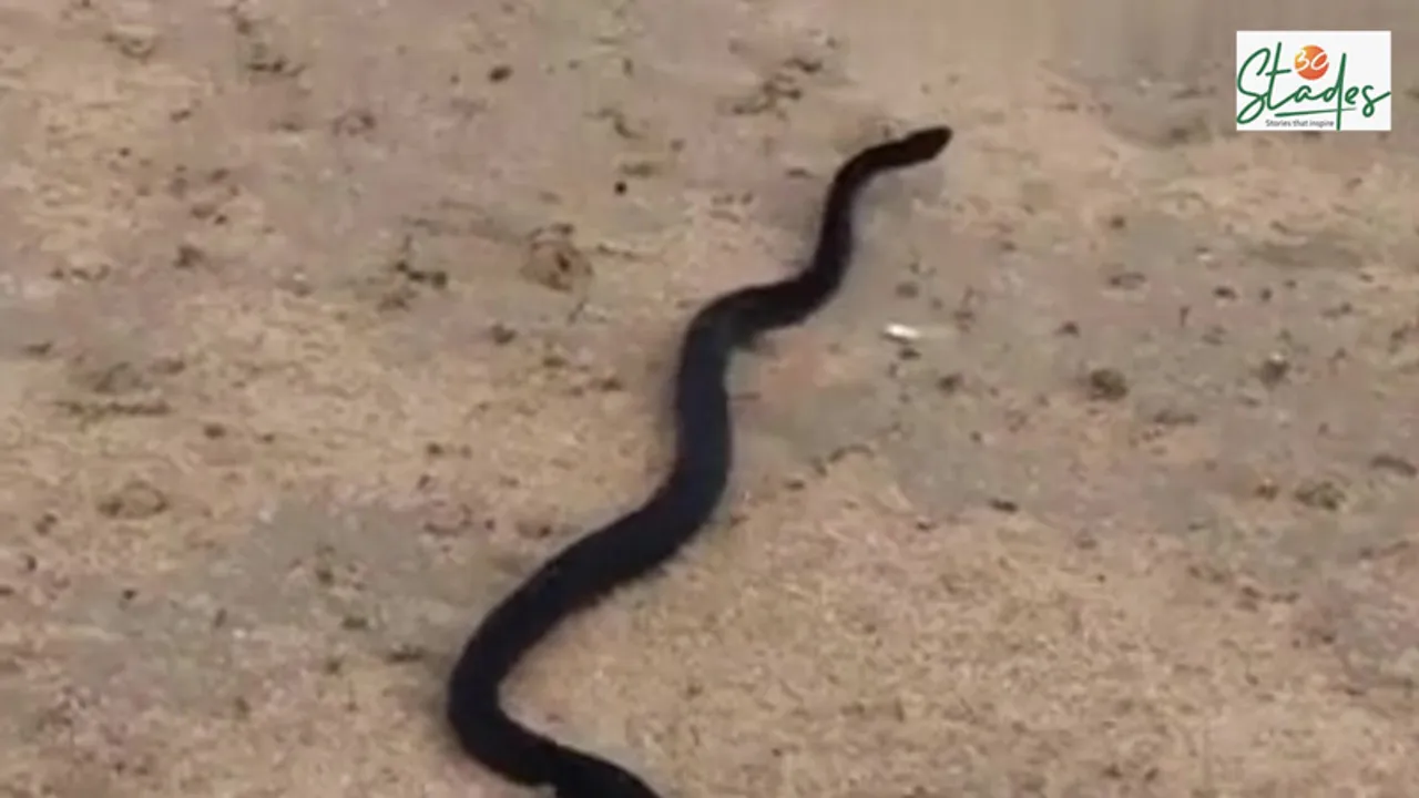 Video: How to rescue snakes