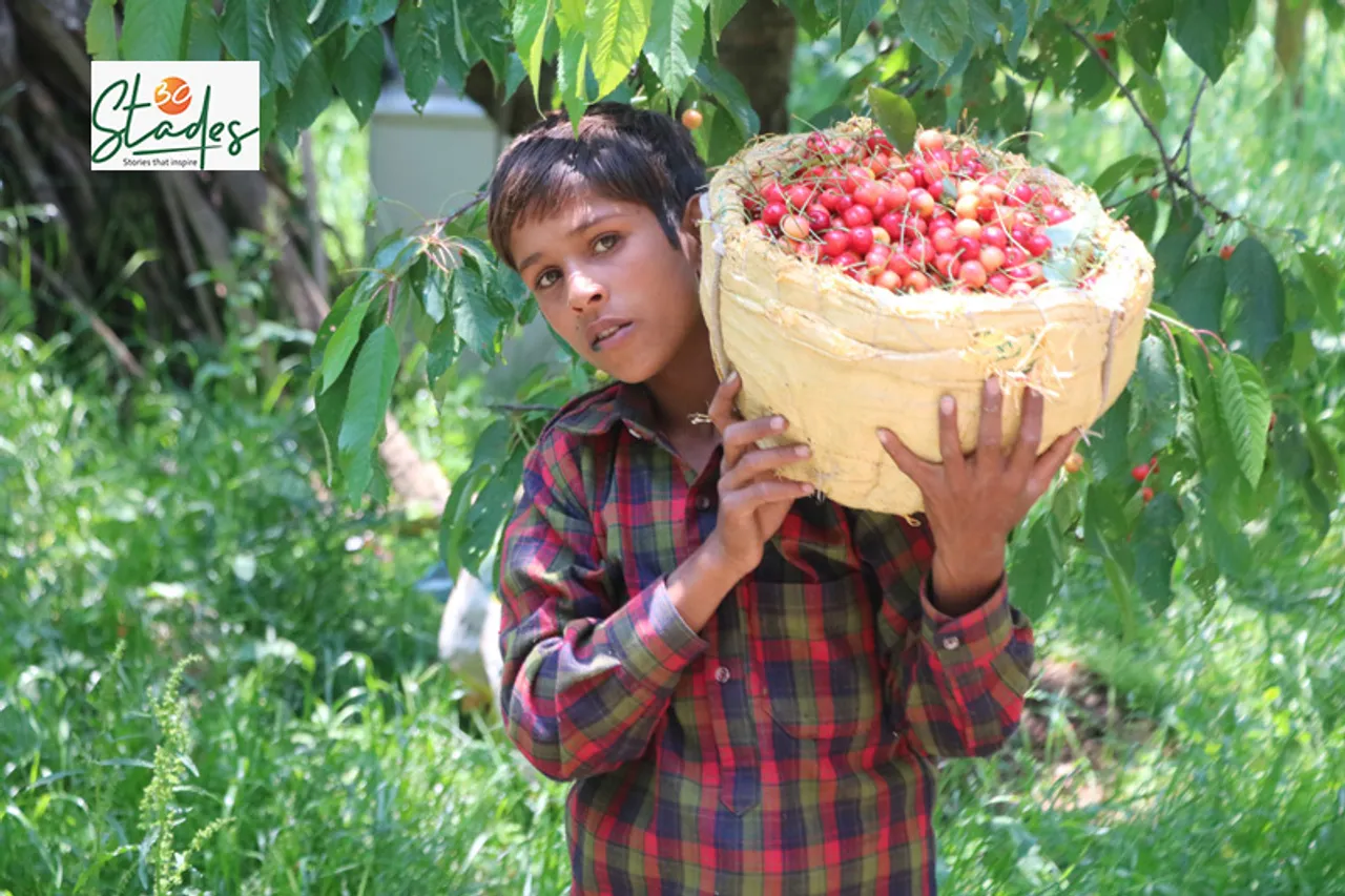 Kashmir: Visuals of cherry harvesting as government airlifts fruit from the valley