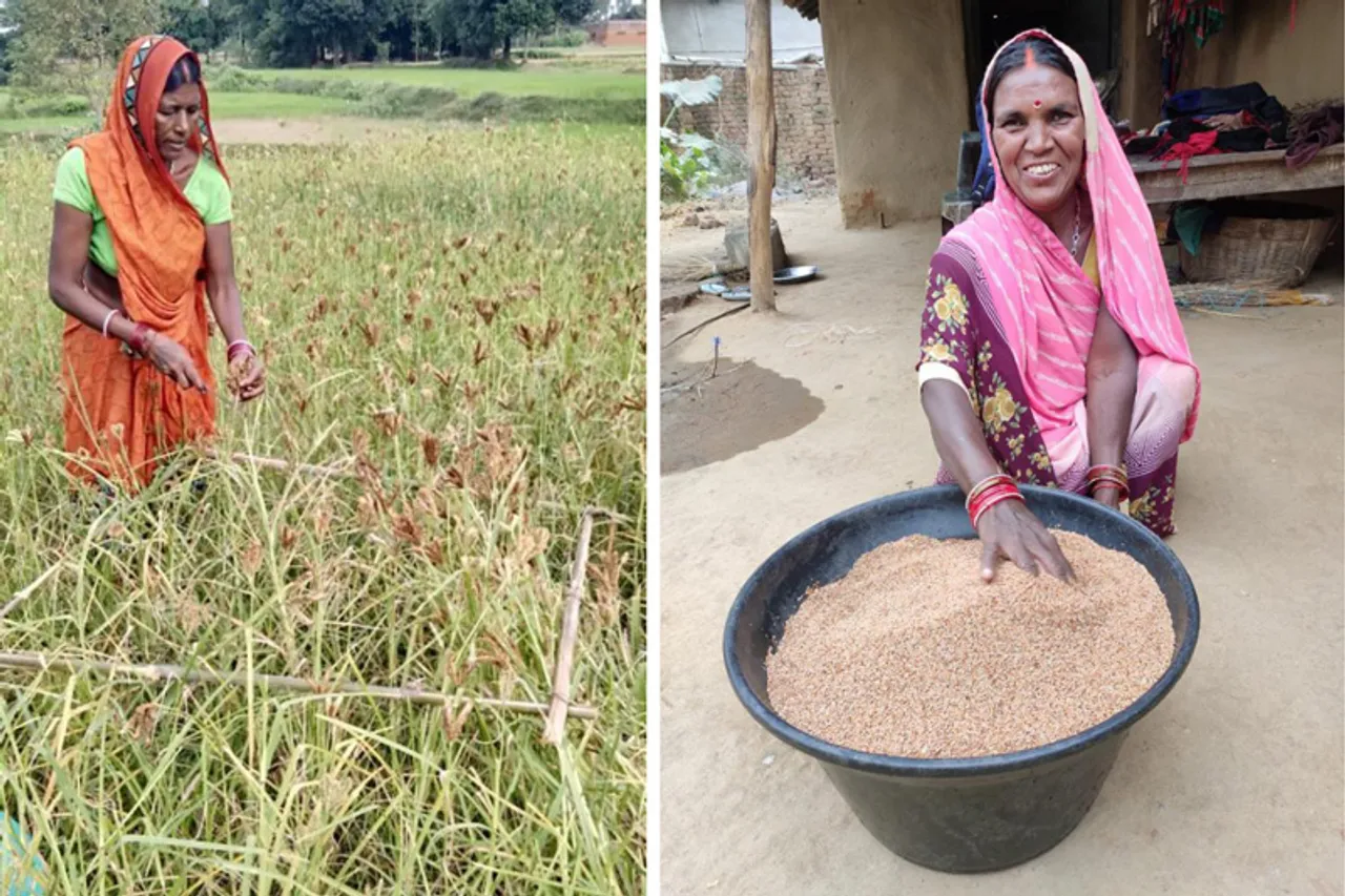 Millet farming brings nutrition, financial security for women farmers in Bihar