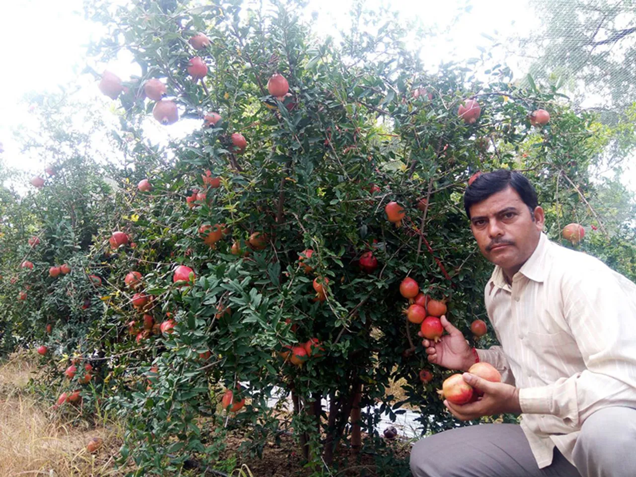 From 4 acres to 18 acres: How profitable organic fruit farming helped Rajasthan’s Rajnish Lambha expand rapidly