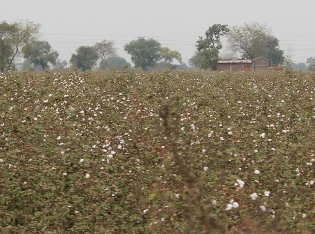 Cotton Production and Consumption: A Cry For Sustainability