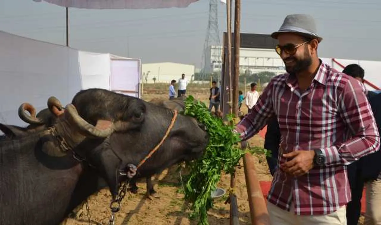 Cattle Find A Benefactor In Fullerton India's CSR Initiative
