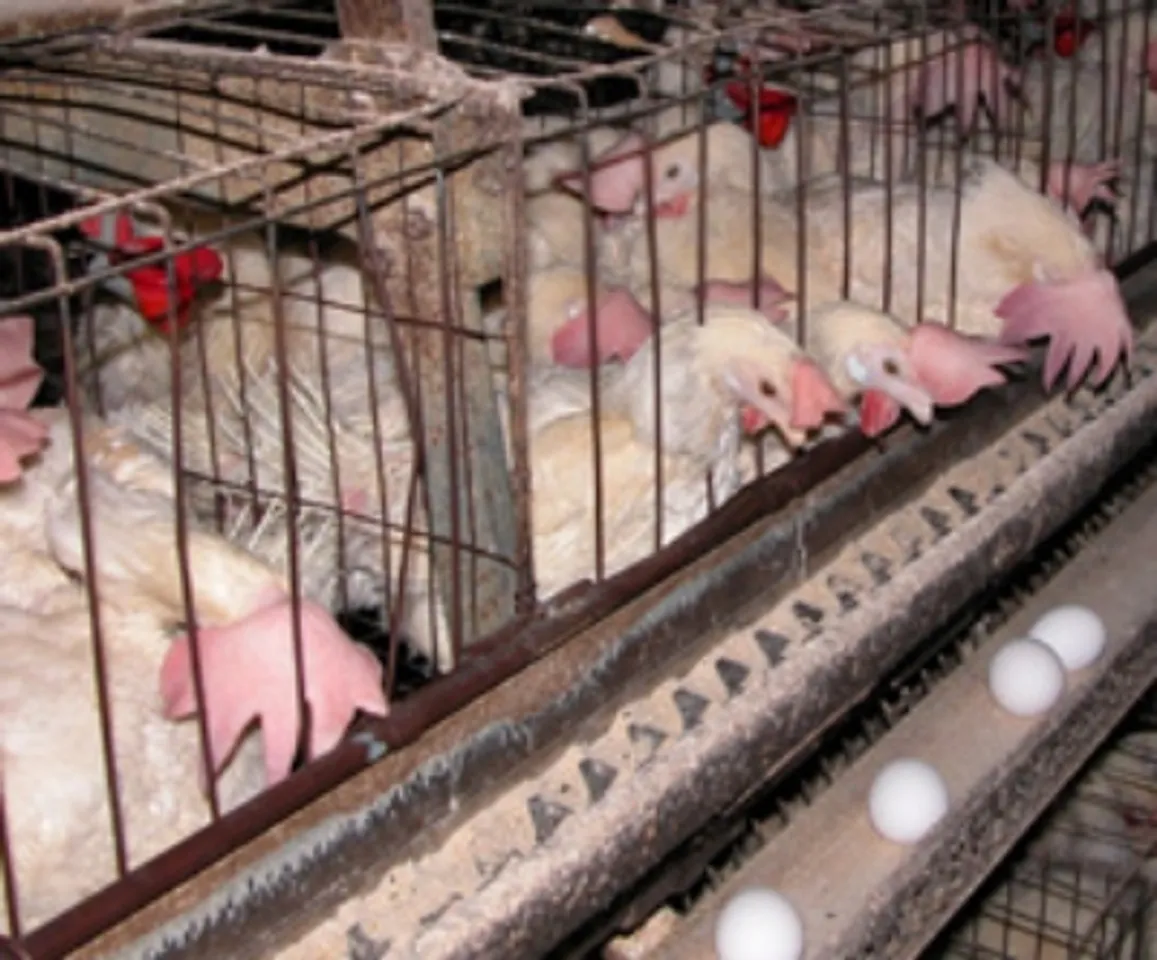 Compass Group Commits To Sourcing Only Cage-Free Eggs In Global Supply Chain