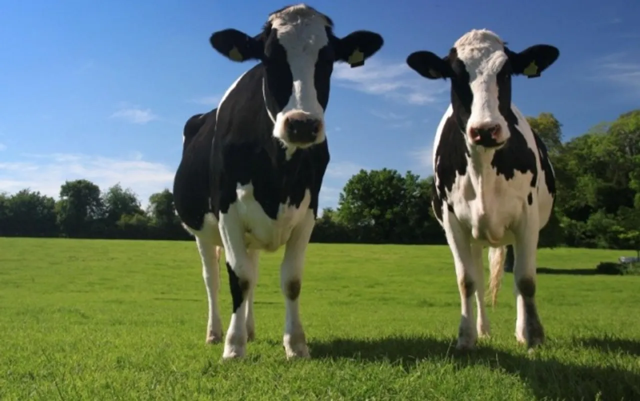 New ISO Specification For Better Management Of Animal Welfare Worldwide