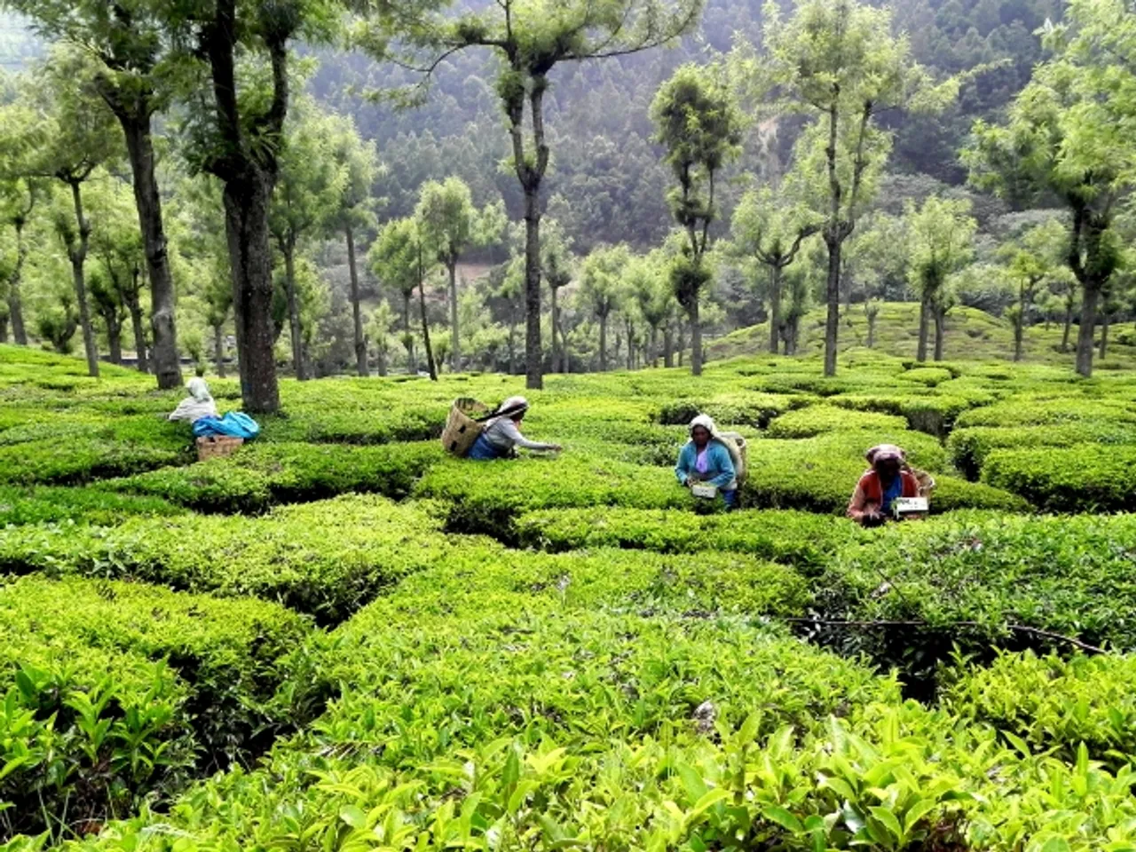 CSR, Darjeeling Tea and Multibillion-Dollar Markets