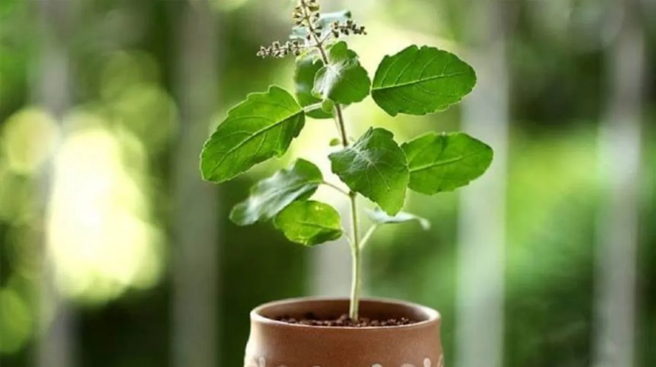 Benefits Of Tulsi Plant At Home: जाने क्यों घर में लगाना चाहिए तुलसी का पौधा?
