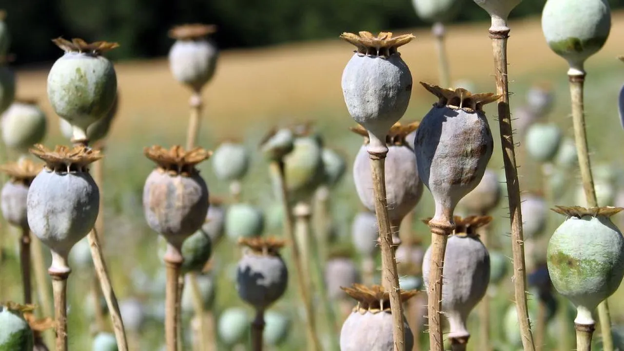 Myanmar opium cultivation surges 33% amid violence