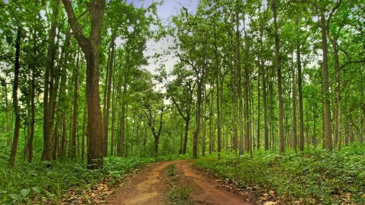 How to rejuvenate a forest? Women in an Odisha village show the way