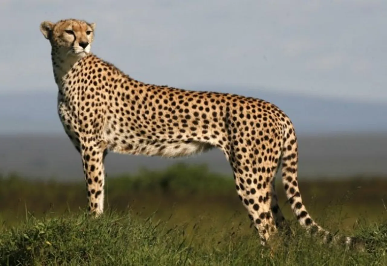 Cheetahs from South Africa likely to be brought to MP next month