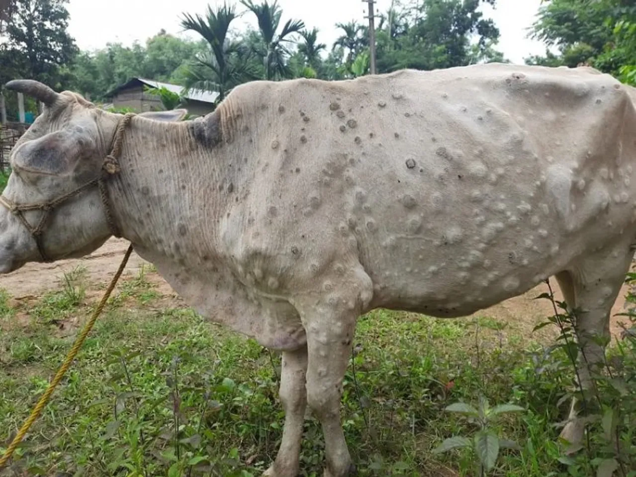 Over 2,100 cattle died, 60,000 affected by lumpy skin disease in Punjab so  far, says official